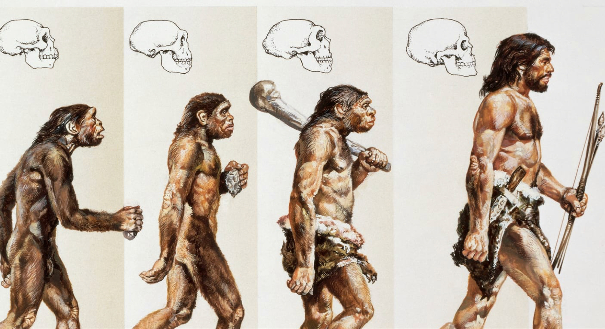 Неандертальцы предки кроманьонцев. Человек разумный homo sapiens. Хомо сапиенс Эволюция. Неандерталец и хомо сапиенс. Австралопитек и неандерталец.